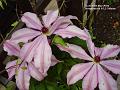 2004-0510Clematis